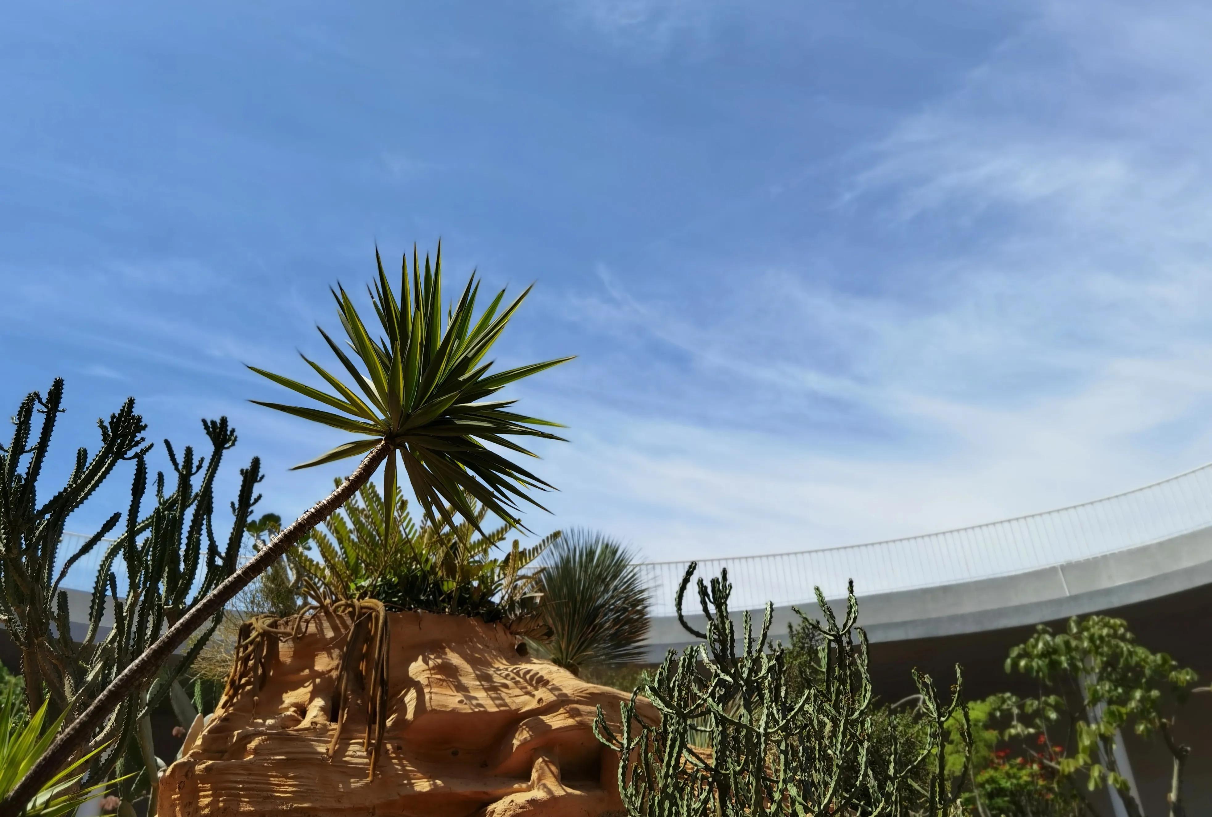 关于崇明花博会,崇明花博会全程花景