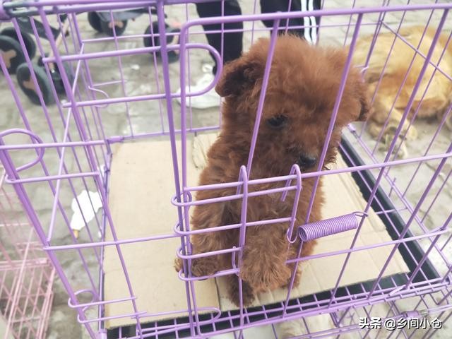 开封狗品种大全,开封狗市是中国最大的吗