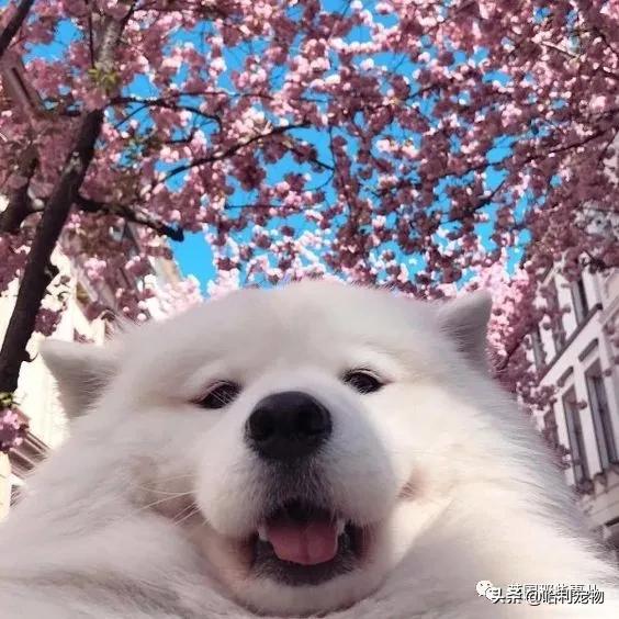要狗看门？千万别选萨摩耶！这货除了笑不会干别的了