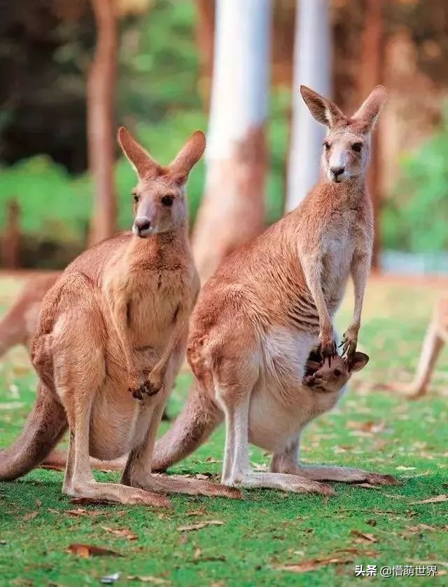 袋鼠的口袋科普,袋鼠的口袋是怎么来的