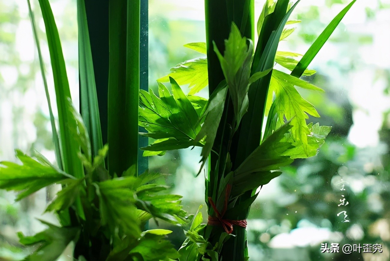 山前青青野艾草，你家门前插几枝？