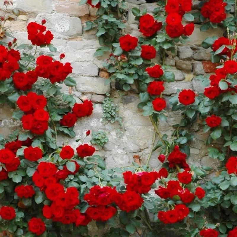 这六种花寓意吉祥好养易活,公认最吉利的4种花