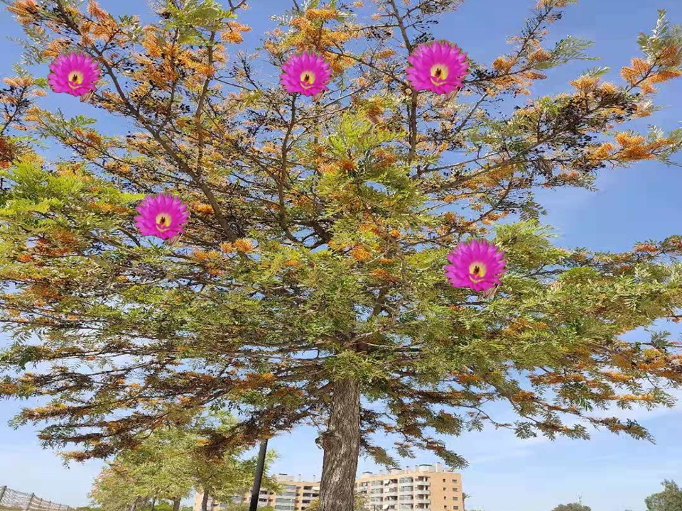 混血娃想知道中国和西班牙的女性，谁的爱情更浪漫