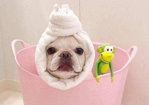 养斗牛犬怎么样,蓝色法国斗牛犬优缺点