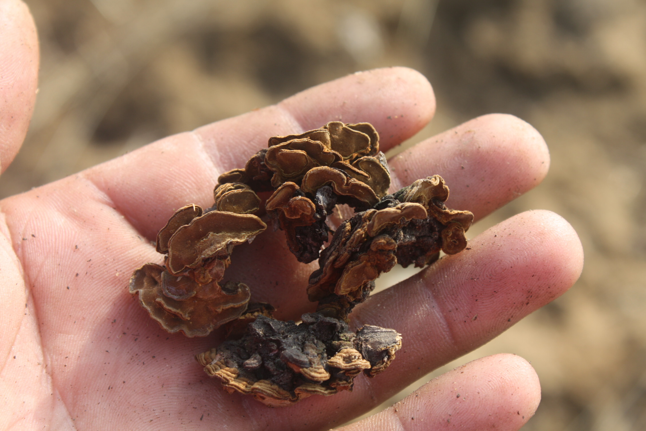 金银花树上长的蛾子哪里能买到,金银花树上长的蛾子是药材吗