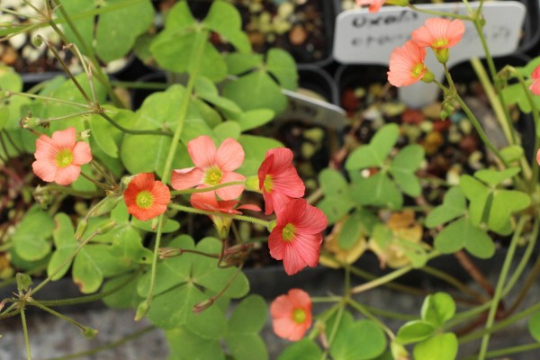 适合栽在庭院的多肉,庭院地栽多肉设计