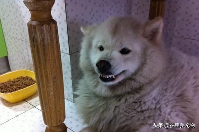 萨摩耶看着长但是矮,萨摩耶漂亮吗