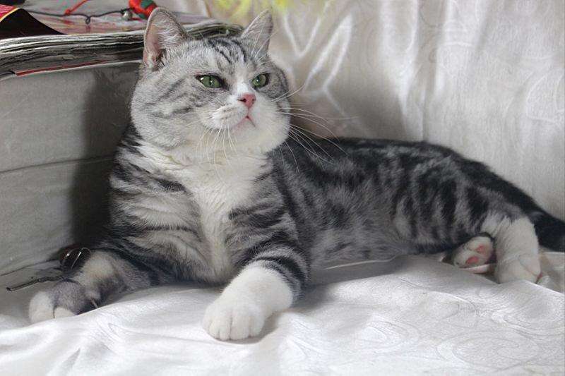 甜甜私房猫第三季普通话版 (甜甜私房猫第三季中文版45集)