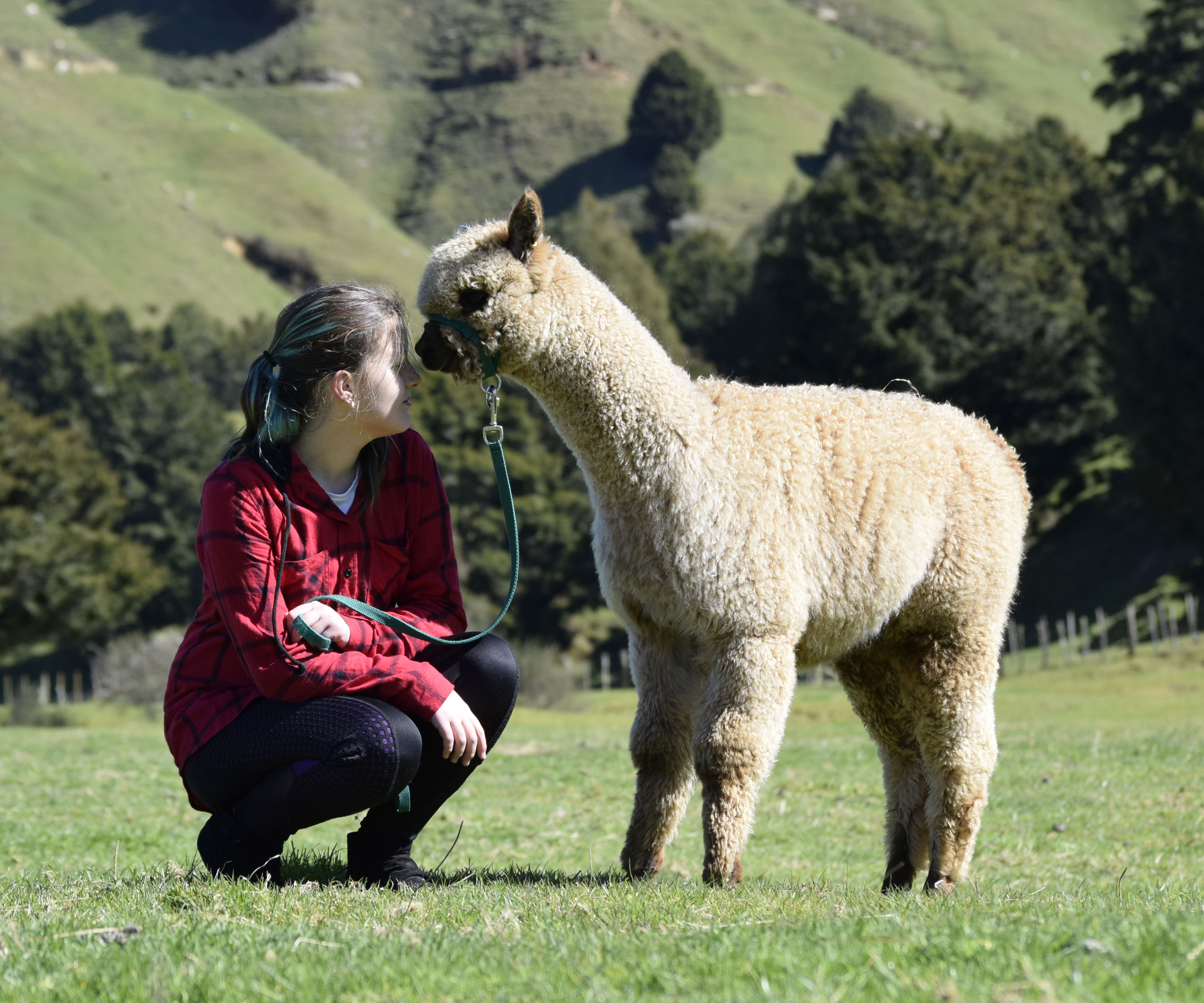 鍛嗚悓棰勮,鍛嗚悓缇婇┘鐢熸皵