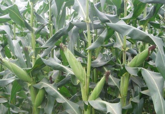 种植玉米高产技术有哪些,积温在2500到3000的高产玉米种子