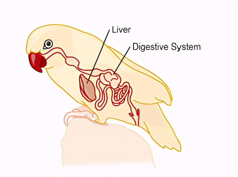 虎皮鹦鹉肝腹水,虎皮鹦鹉得肝病的症状