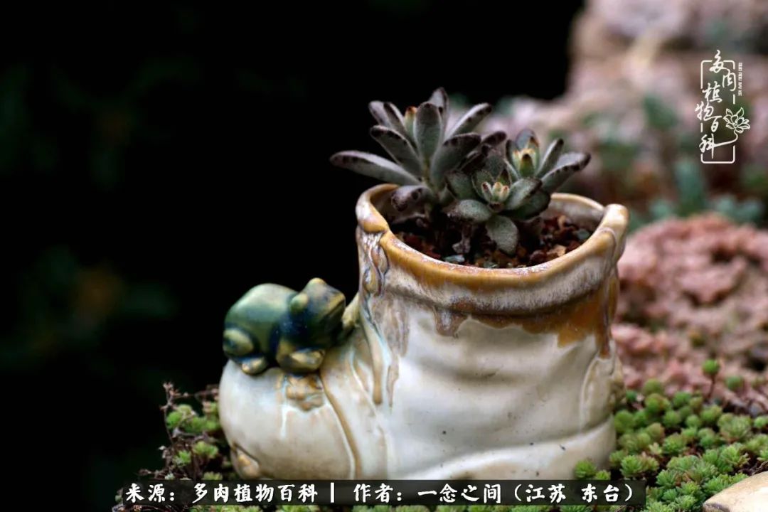 一见多肉误终生,一见多肉误终生从此入了养花坑