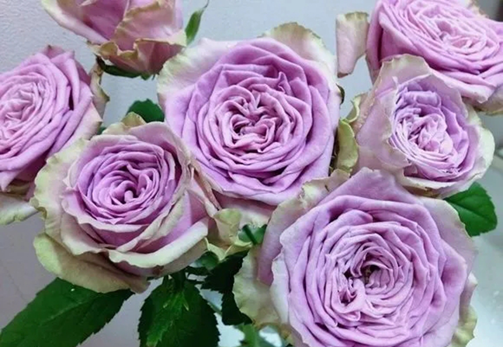 100种月季品种大全集,适合地栽的蓝紫色月季有哪些