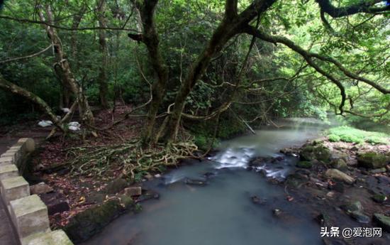 世界茉莉花之都广西横县,广西茉莉花美女