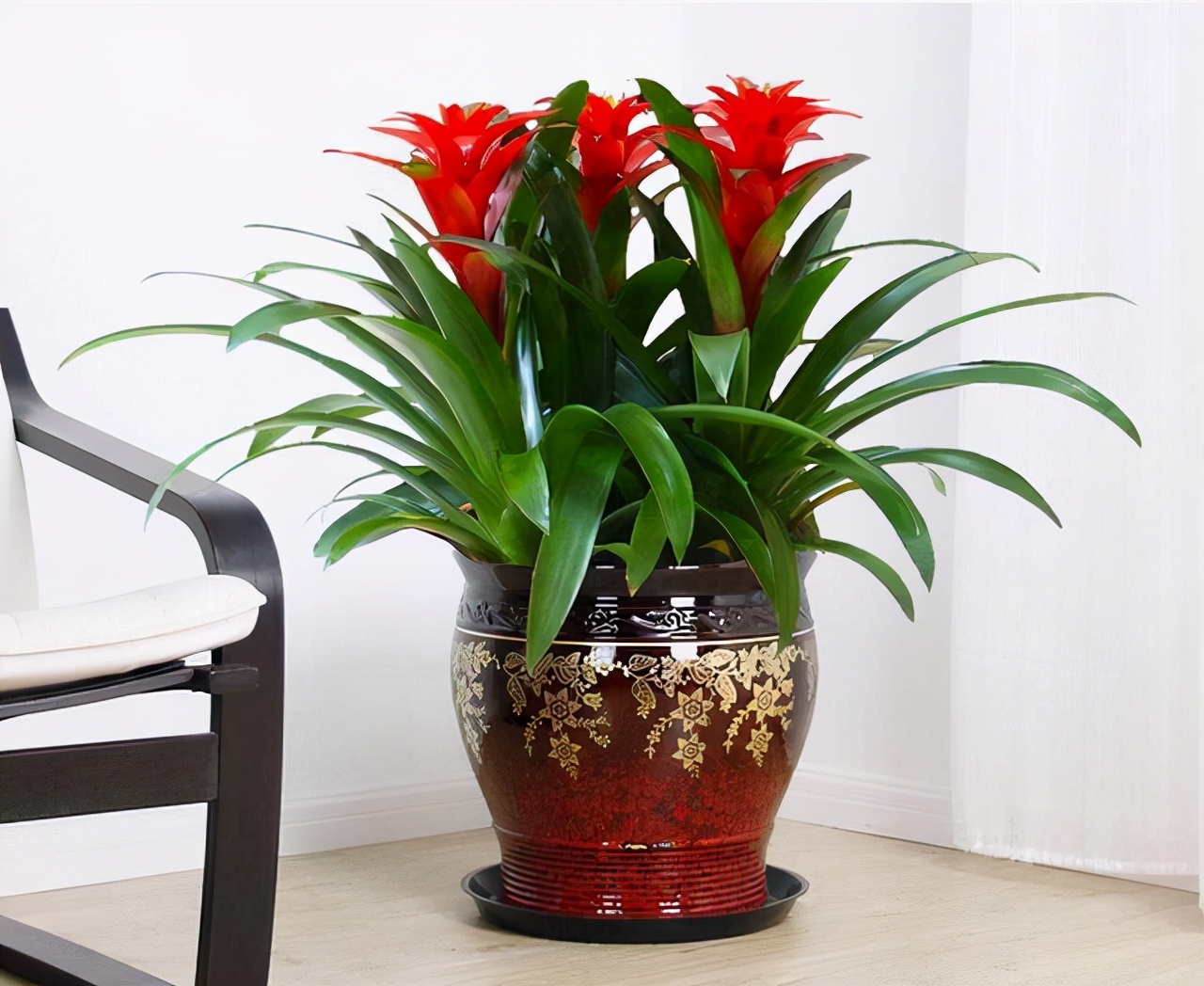 十月适合养什么花,十月现在季节养什么花不怕冷