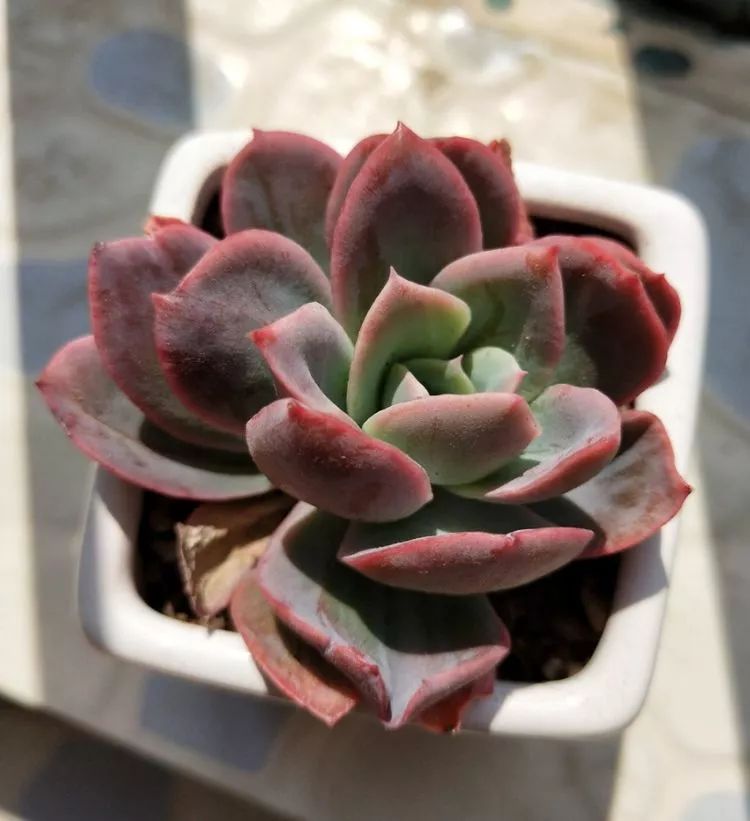 大四老学姐的寝室生活,养肉路上的真实感受