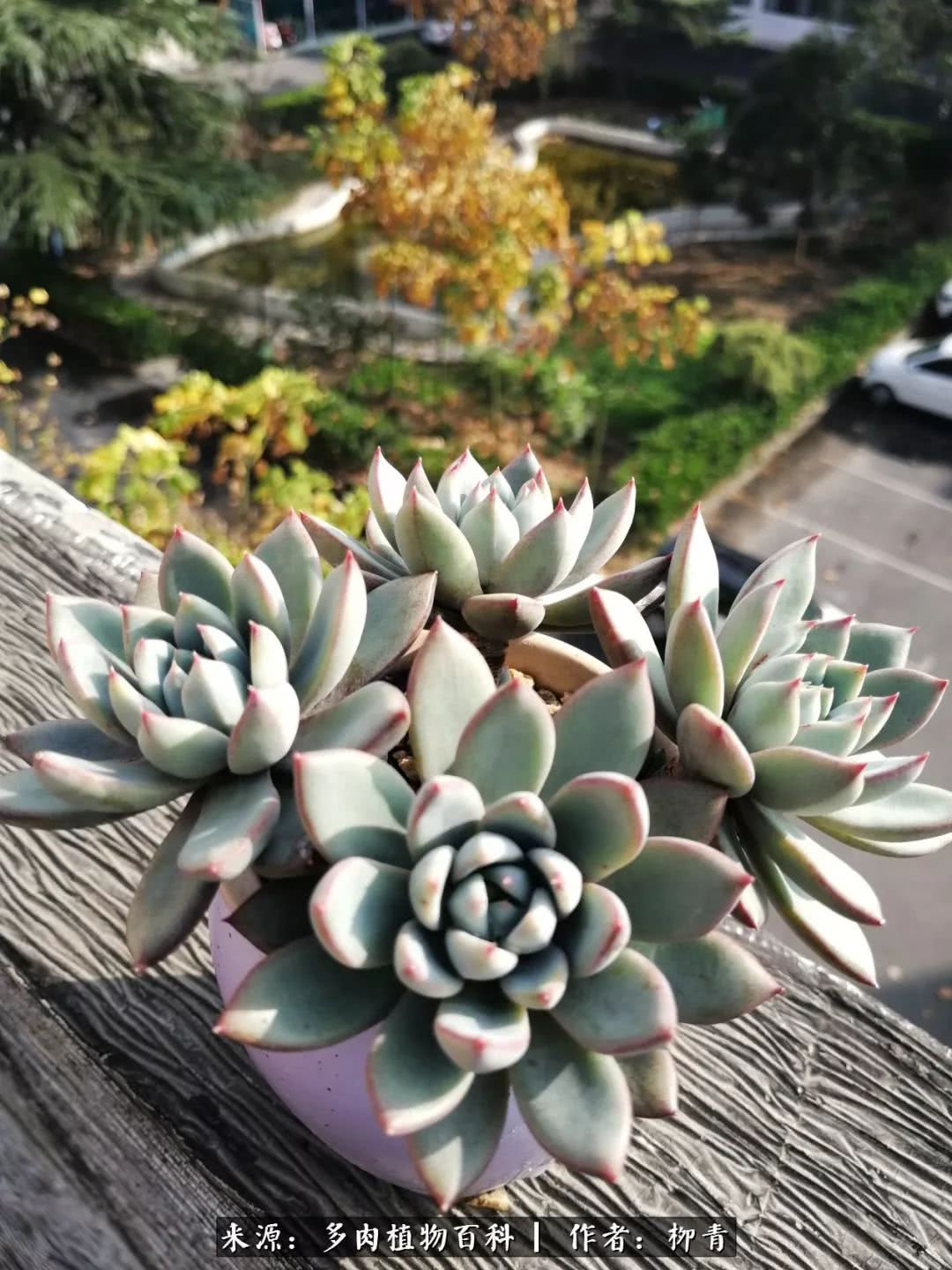 从入卡坑一个月到入卡坑三年,从入坑到现在所有品种开花图