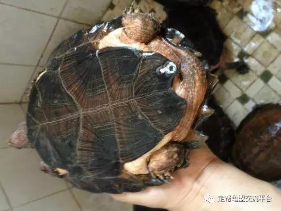 半水龟缸细致讲解,半水龟造景生态缸入门