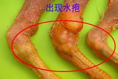 蛋鸡滑液囊支原体什么症状,鸡关节肿胀有积液是什么引起的
