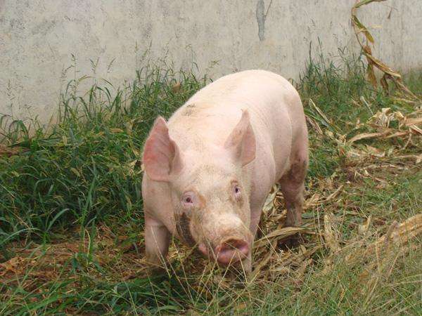 预防母猪滑胎，从做好这些开始