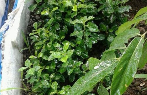 盆栽过期药片怎么处理,怎么用过期药片种花