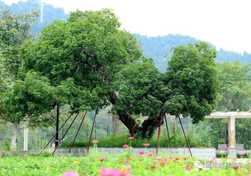 我叫成县，这是我2019年的自拍照~