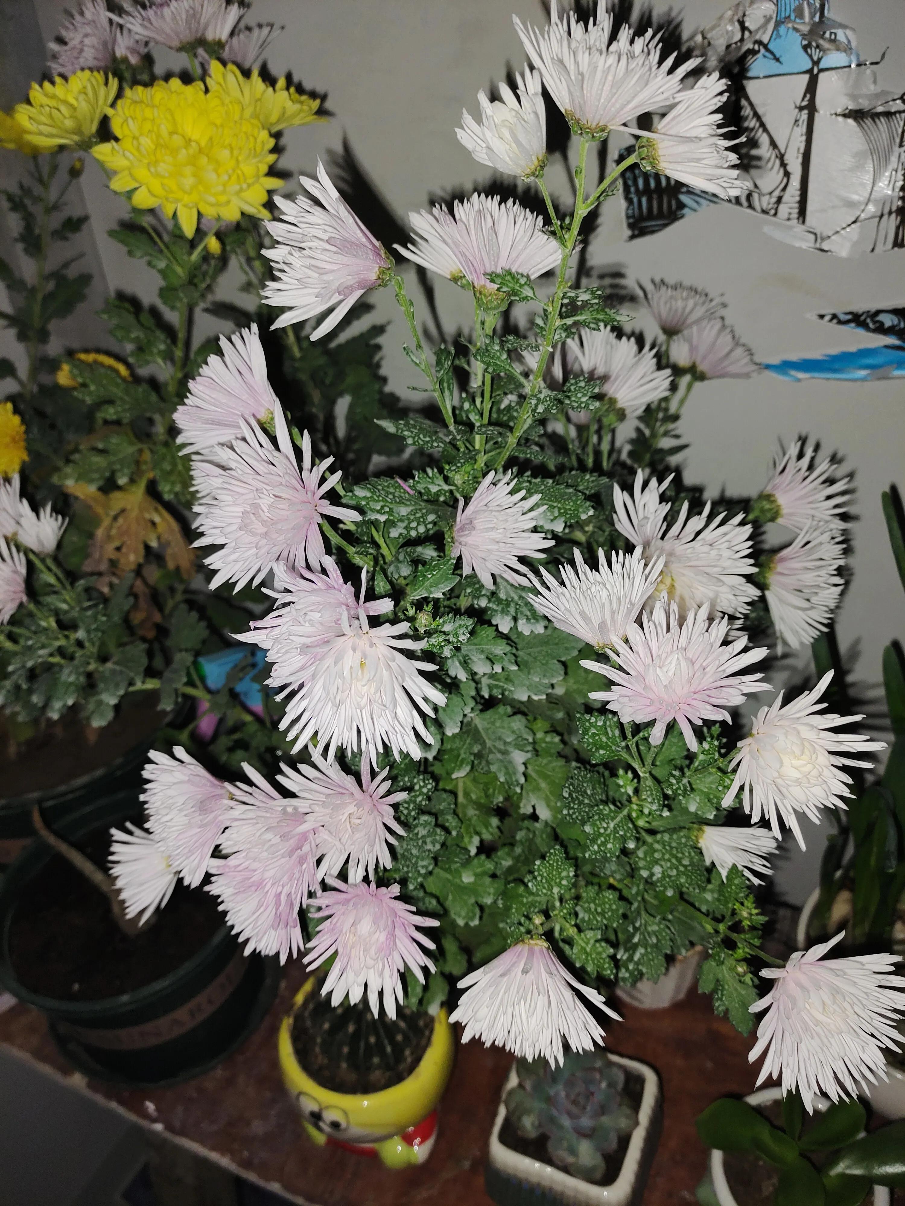 菊花苗怎样种植成活率高,拼多多上买的菊花种子是真的