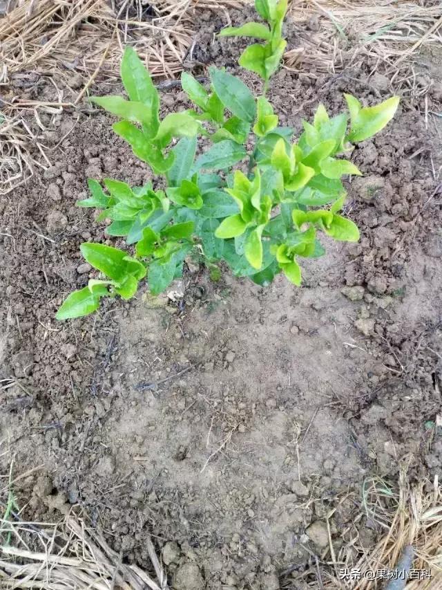 作物的根系好不好,直接决定作物的产量,柑橘尤其如此