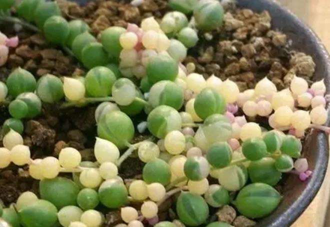 怎么能让多肉出锦,怎么让多肉出锦