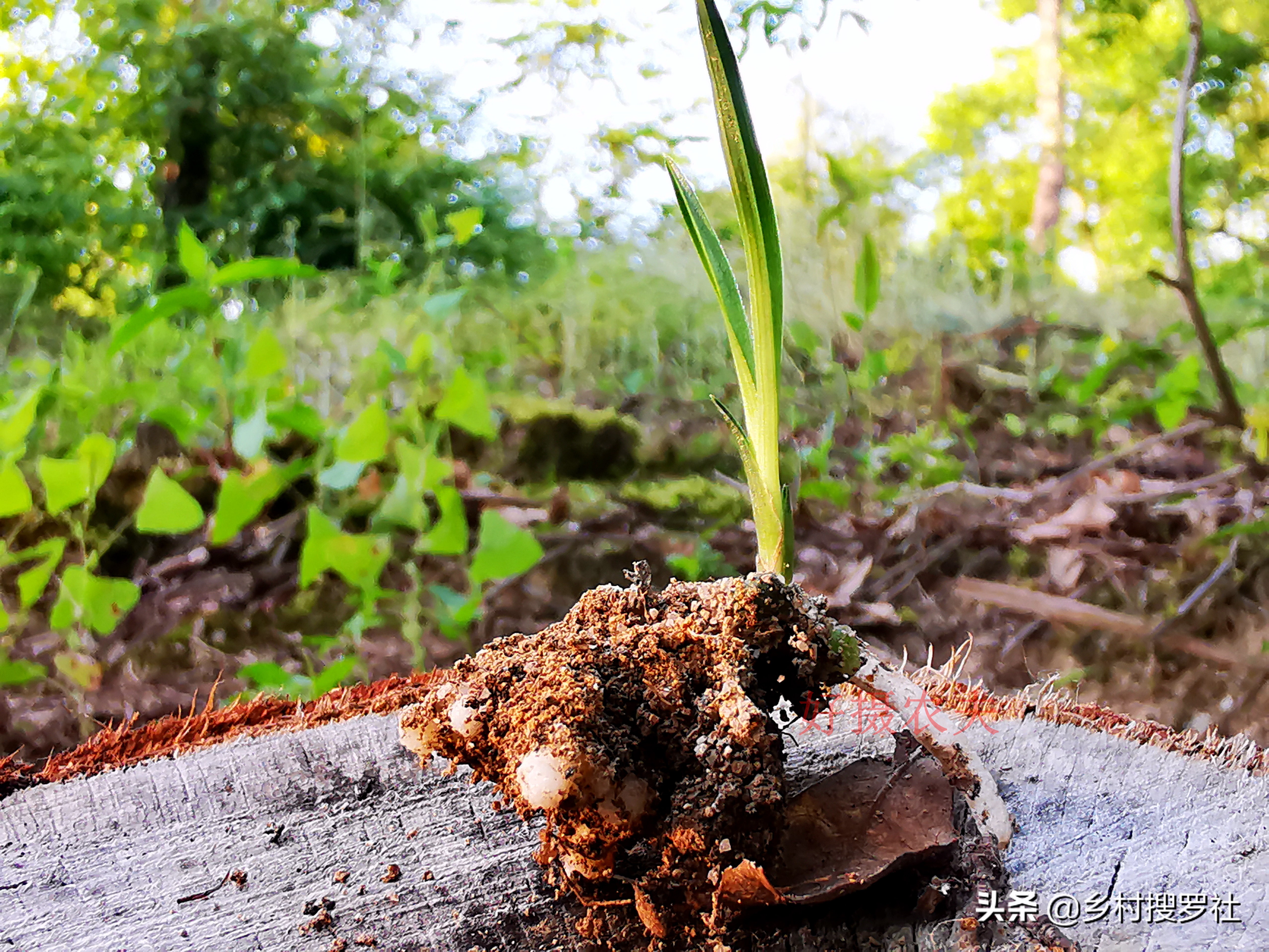 栽培野生兰花,兰花用腐殖土栽好还是用树皮栽好