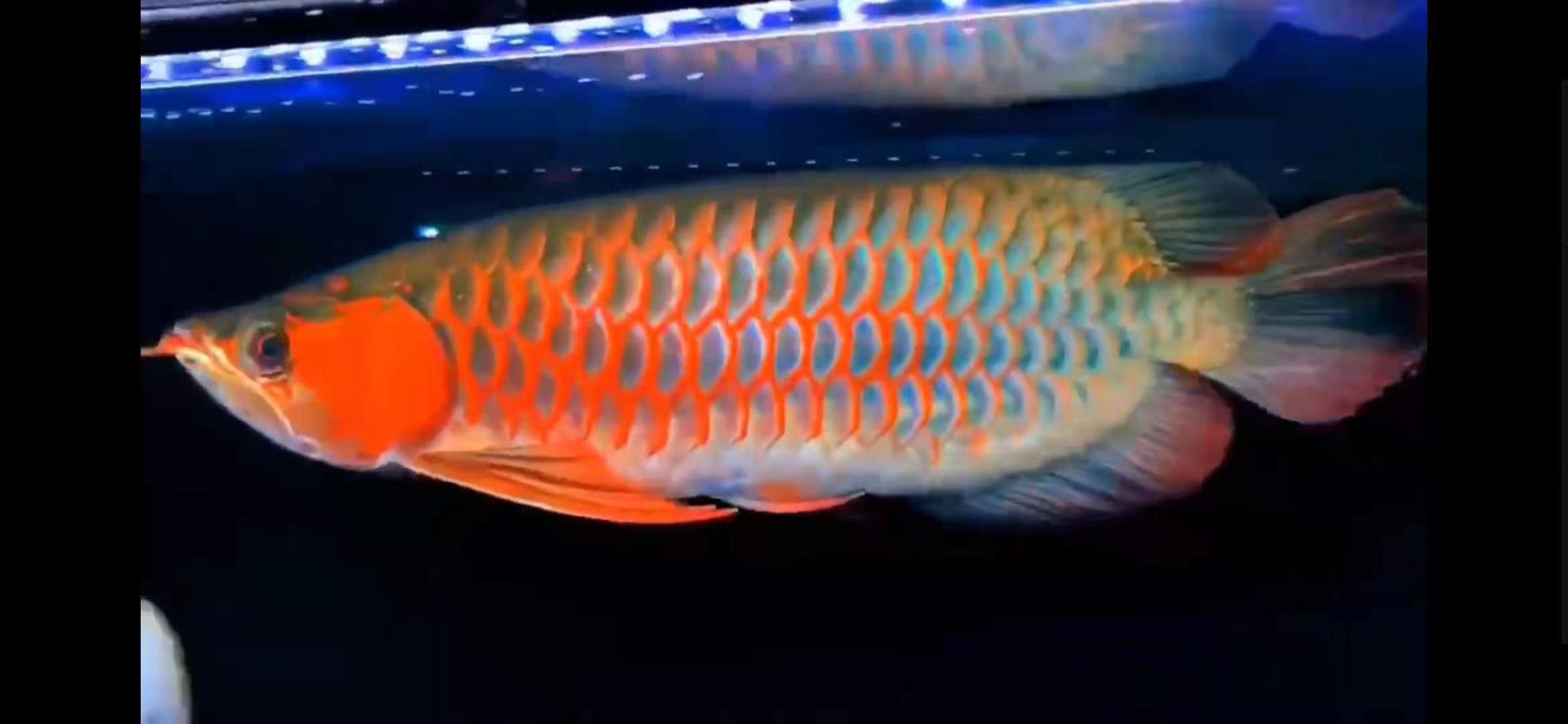 龙鱼适应灯光环境需要多久,龙鱼灯光摆放位置图解视频