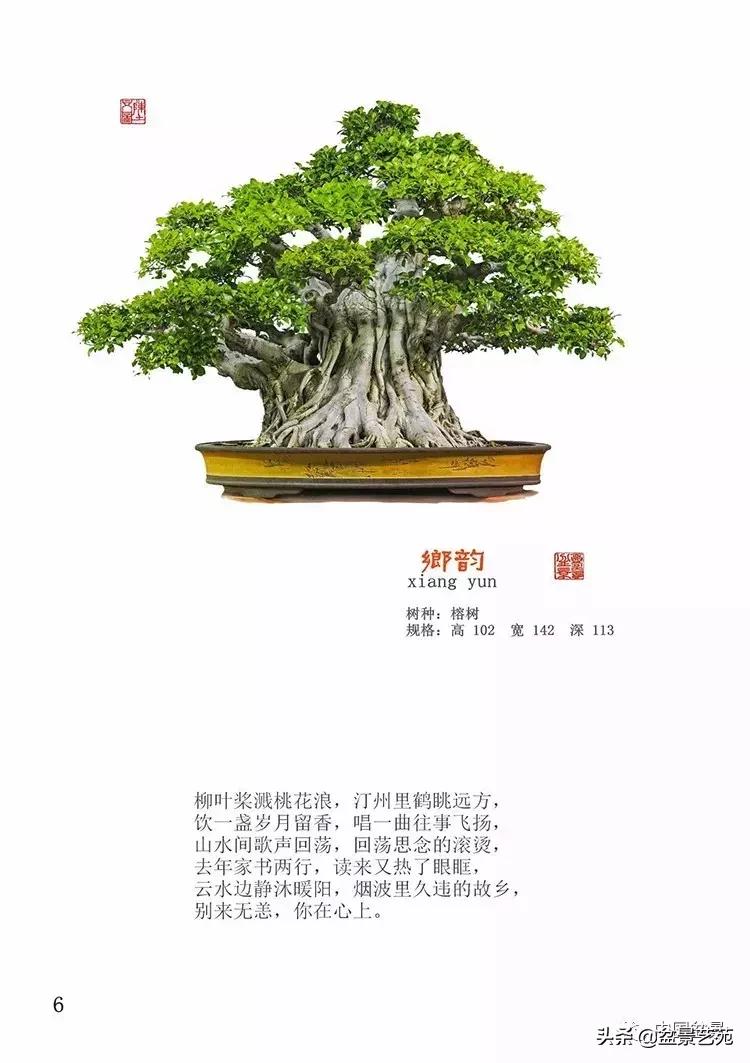 陈文图榕树欣赏,陈文图盆景