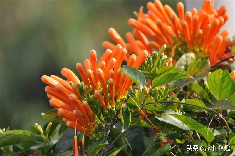 花期长达半年，种一棵爬满墙，花的价值珍贵少人知