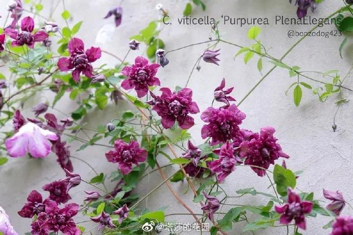 藤本植物皇后铁线莲,藤本皇后铁线莲品种