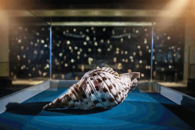 青岛西海岸新区啤酒节门票,33届西海岸啤酒节一日游