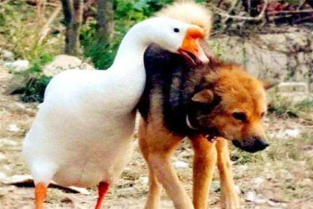 为什么蛇不敢碰鹅屎,为什么蛇不敢咬鹅