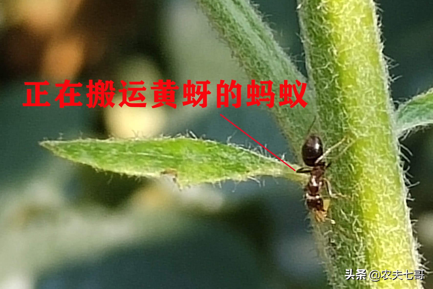 苹果蚜怎么防治,苹果黄蚜用什么药最好