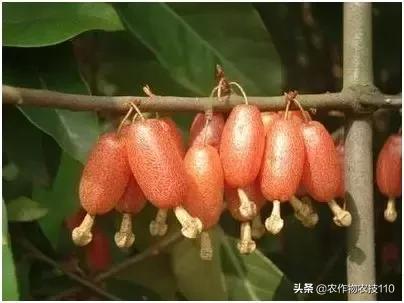 农村冷门养殖创业项目有哪些,特种蔬菜种植致富项目简介