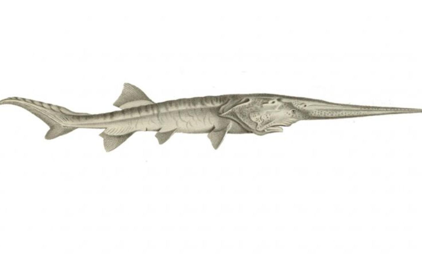 三峡大坝蓄水现在鱼有多大,三峡大坝建成后鱼类减少多少种