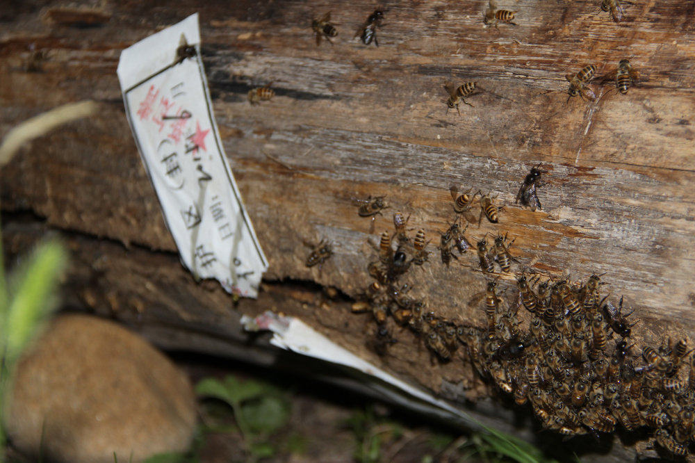 野蜂的口粮极为珍稀,一年等一次,再危险我们也要去“盗”一些!