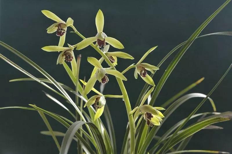 什么样的普洱茶口感算是好茶,普洱茶文化与品茶知识