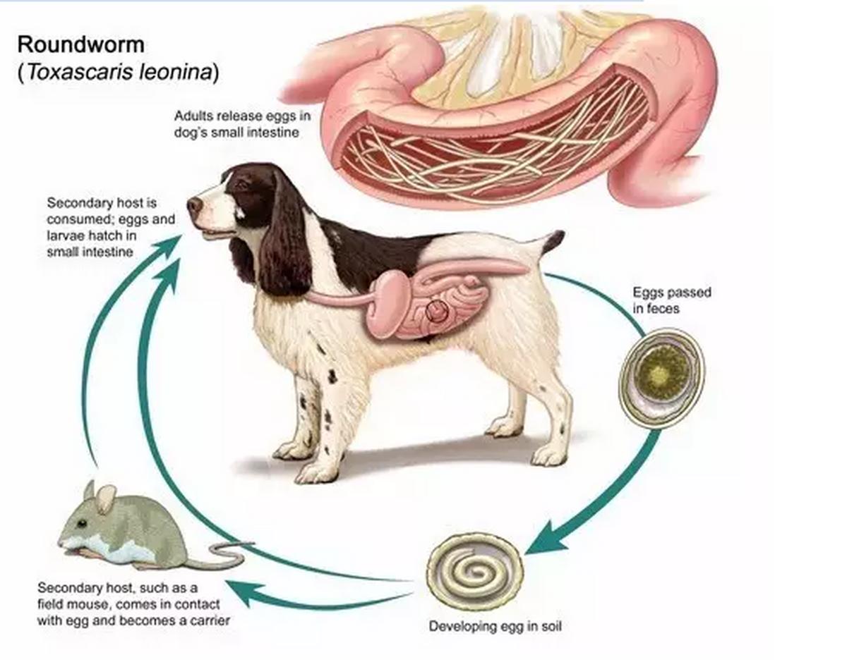 狗狗体内外寄生虫有哪些?看完这篇再也不用为这事儿发愁了