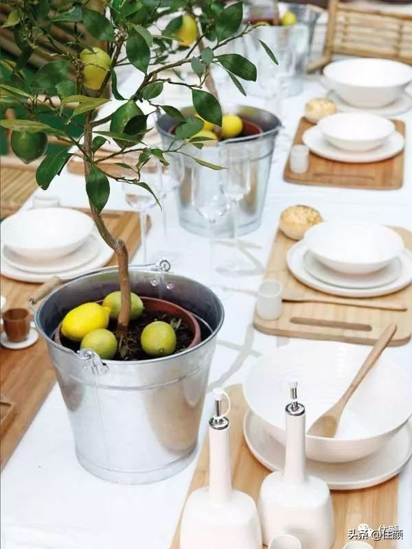 柠檬树装饰材料,柠檬树家居用品