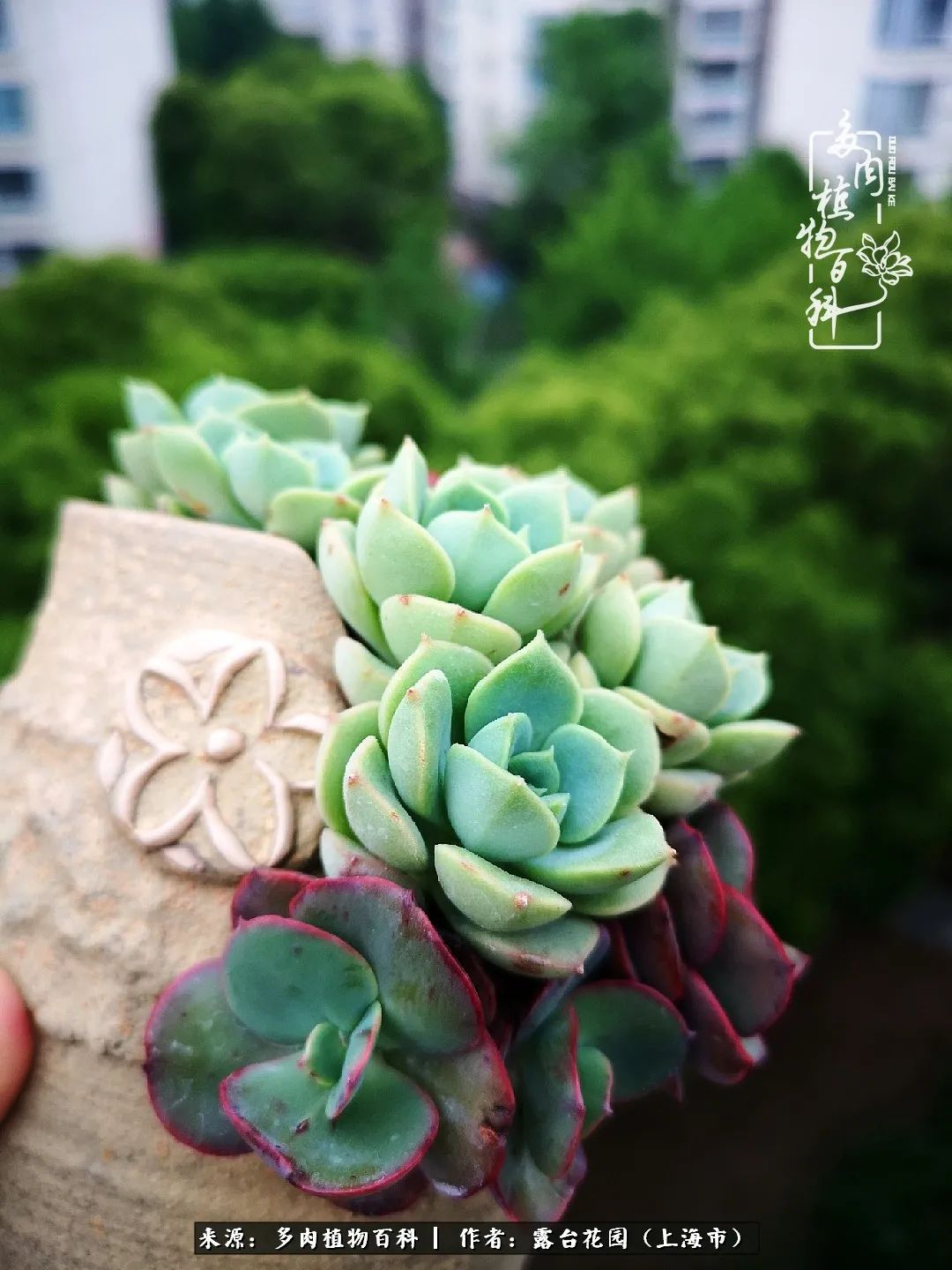 这6种多肉又粉又可爱萌翻少女心,粉粉萌萌的多肉有哪些