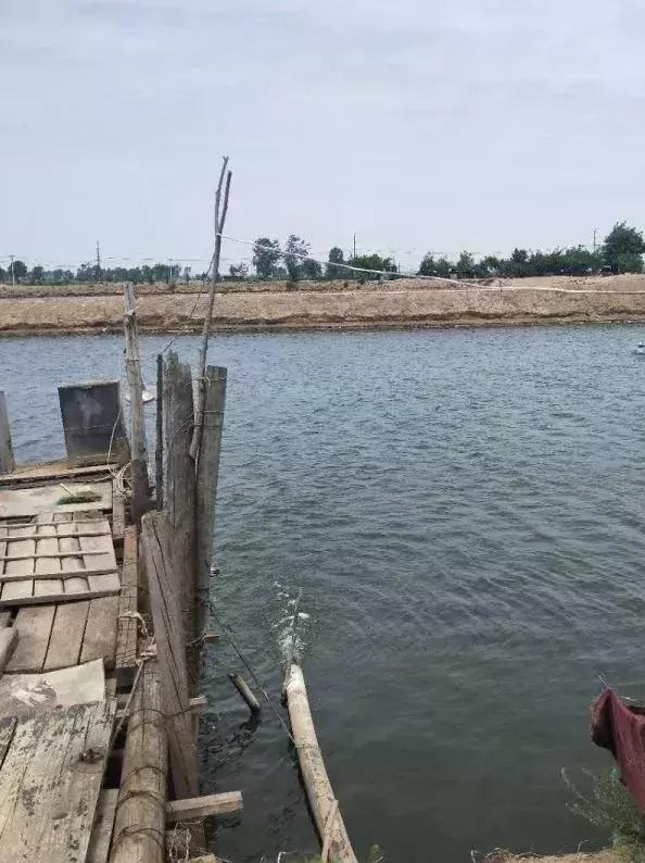 纯进口em菌种原种,台湾em复合菌种