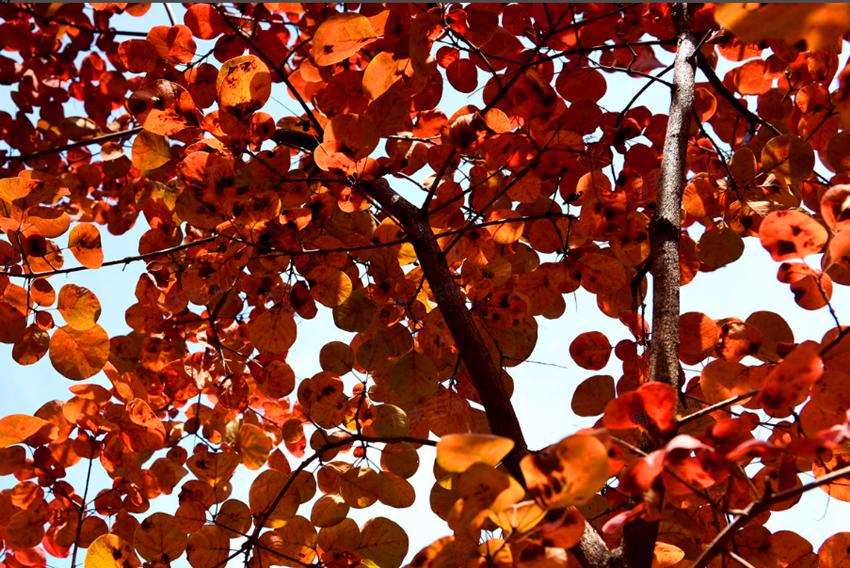 北京赏秋十大打卡地,北京赏秋