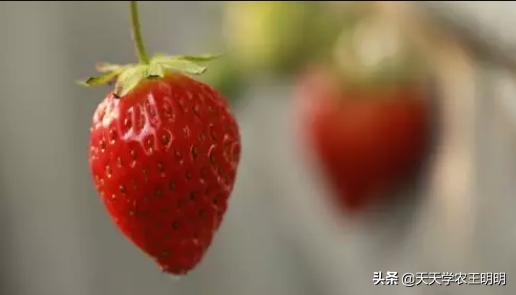 冬季草莓与夏季草莓哪个更有营养,反季草莓适合冬天吃吗