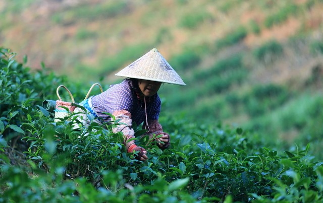小暑大暑立秋处暑都代表什么意思,大暑小暑处暑都是什么意思