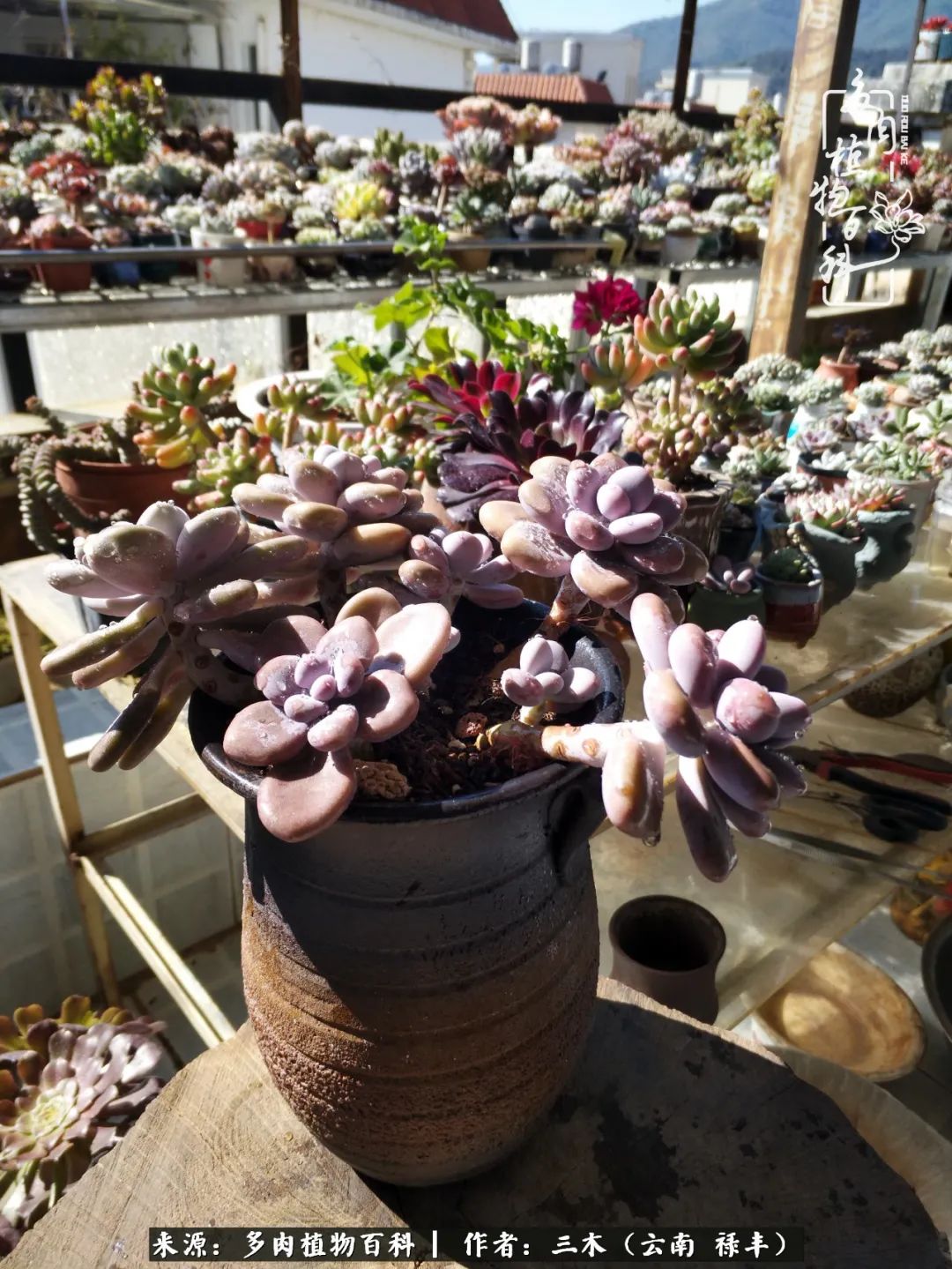 结缘多肉，阳台这一亩三分地就是我的世外桃源