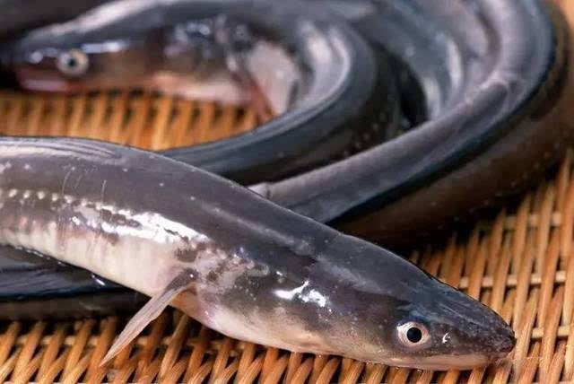 春夏秋冬该吃什么样的鱼有营养,适合多食的营养价值最高的鱼